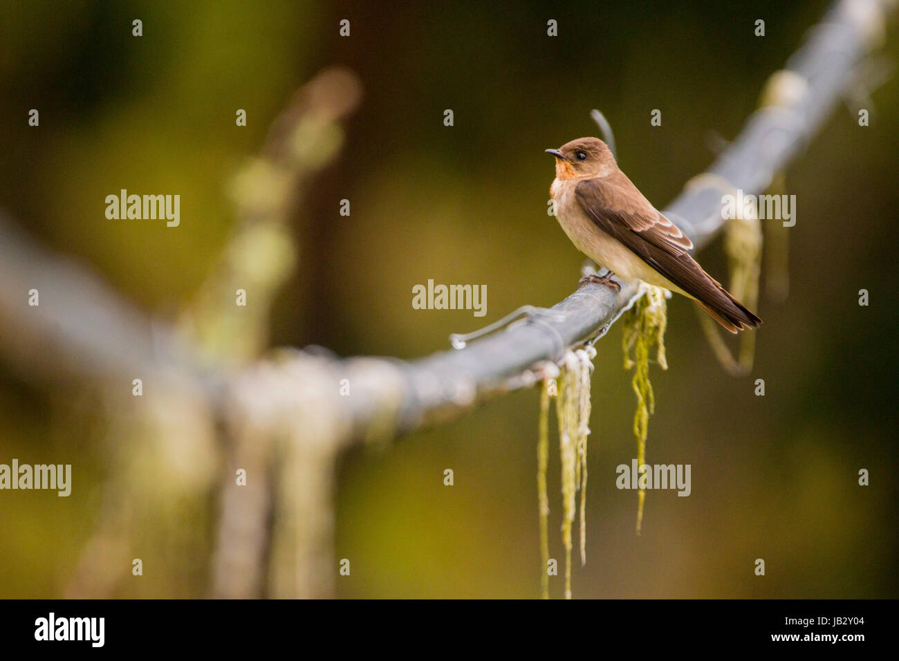 Il castagno-collare (swift Streptoprocne rutila), Icononzo, Tolima, Colombia Foto Stock