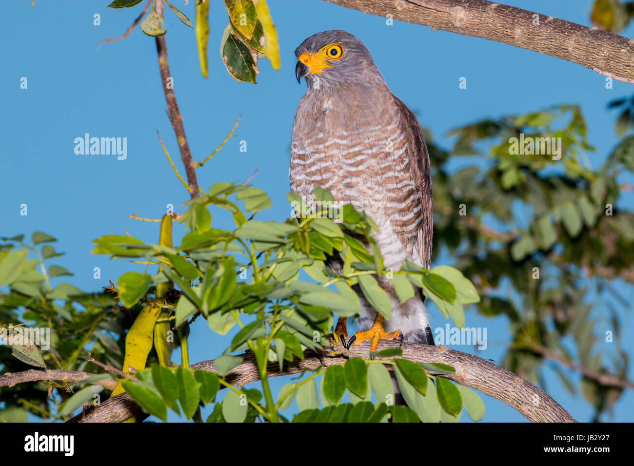 La strada hawk (Rupornis magnirostris) in Piedras, Tolima, Colombia Foto Stock