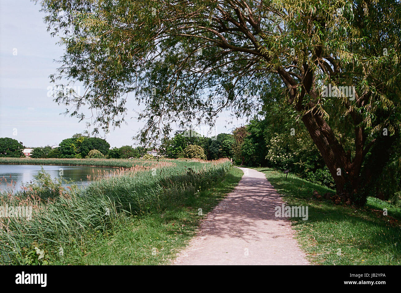 Percorso in corrispondenza di Woodberry Zone Umide Riserva Naturale, a nord di Londra, Regno Unito Foto Stock