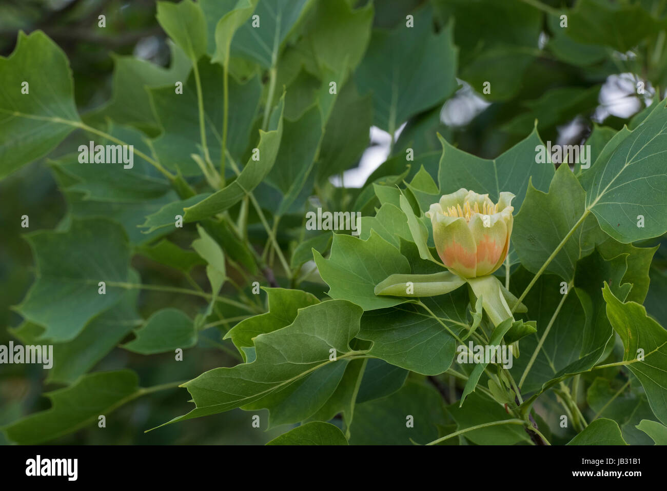 Liriodendron Tulipifera fastigiatum fioritura. Tulip tree flower Foto Stock