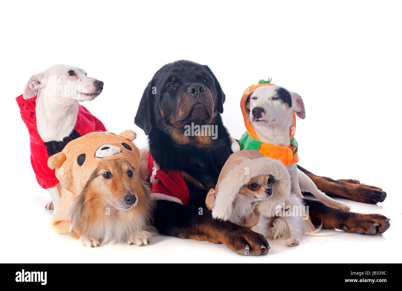 Vestito cani di fronte a uno sfondo bianco Foto Stock