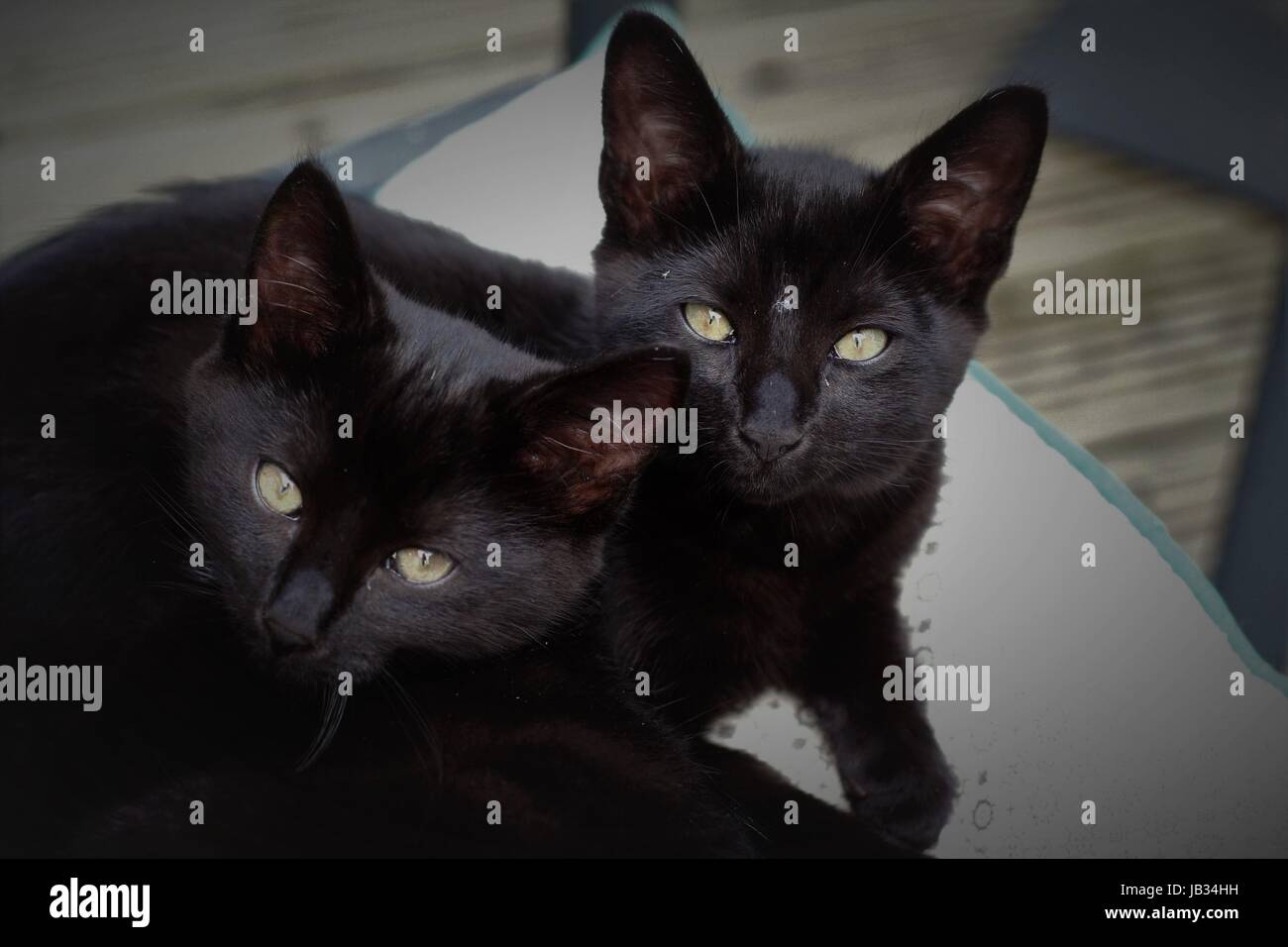 Due gatti neri crogiolarvi al sole su una delle sedie a sdraio sul ponte al  sole nel giardino nero nero Cuccioli Gattini, concetto di connessione, i  fratelli gemelli Foto stock - Alamy