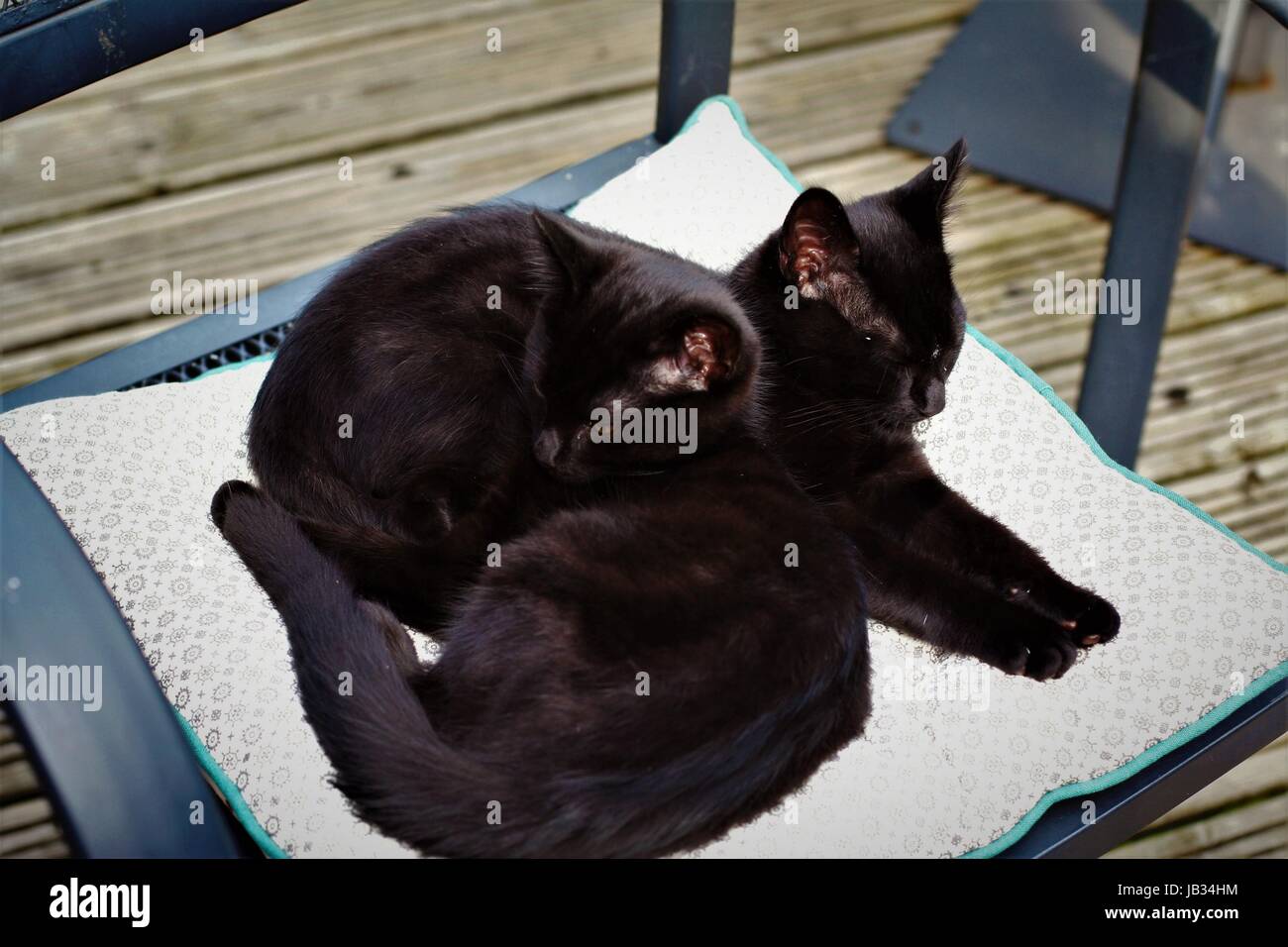 Due gatti neri crogiolarvi al sole su una delle sedie a sdraio sul ponte al sole nel giardino gattini nero Foto Stock