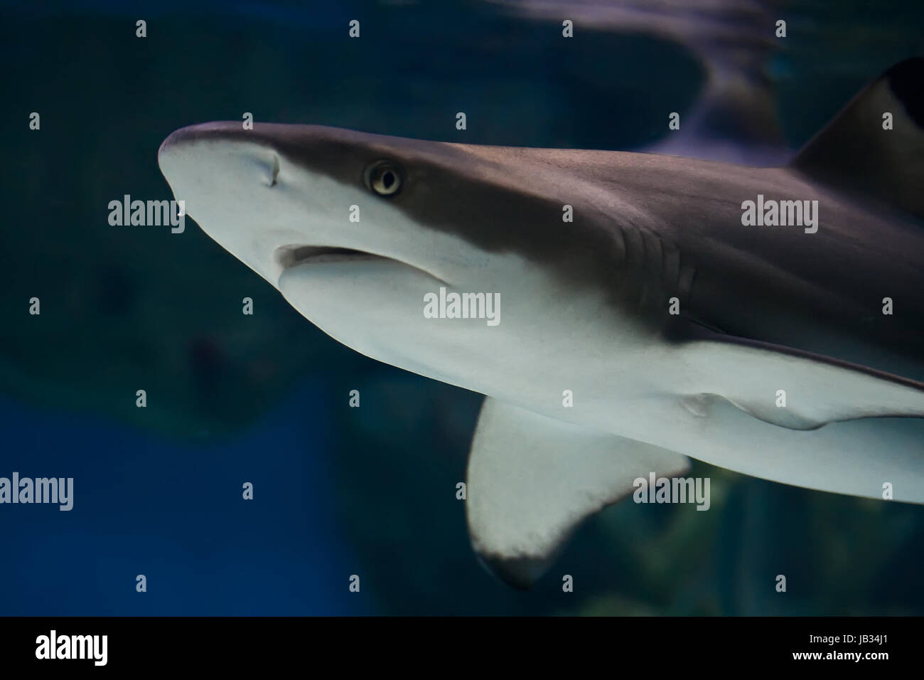 Reef Shark nuoto Oltre coralli tropicali ree Foto Stock