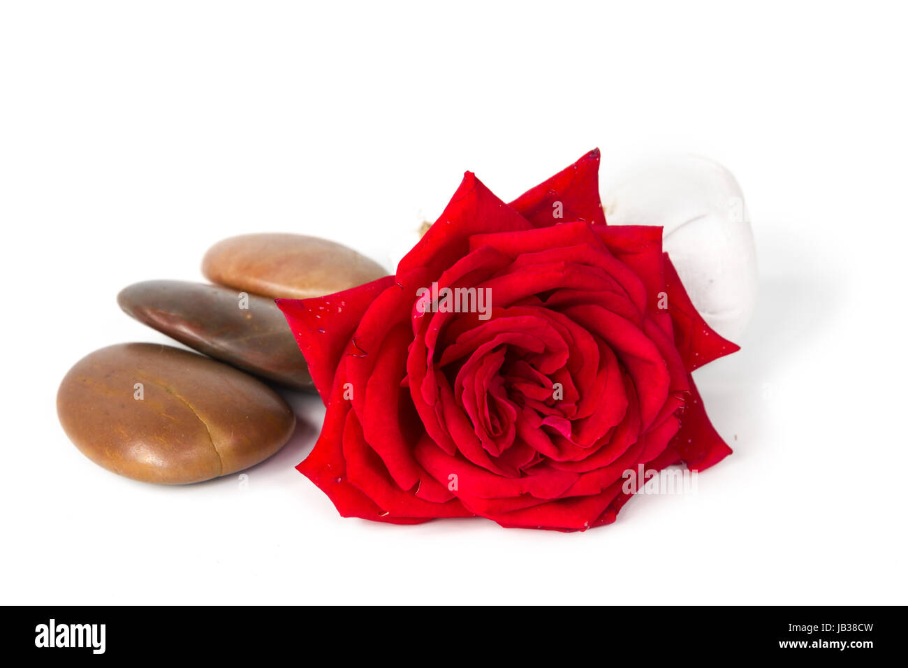 Red rose sapone di erbe spa concept su sfondo bianco Foto Stock