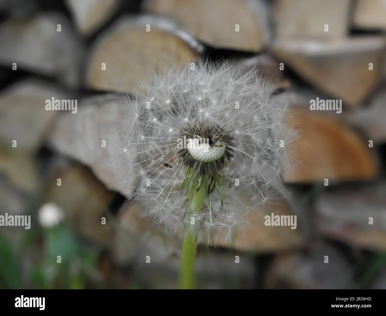 Löwenzahn - Pusteblume - Detailaufnahme Foto Stock