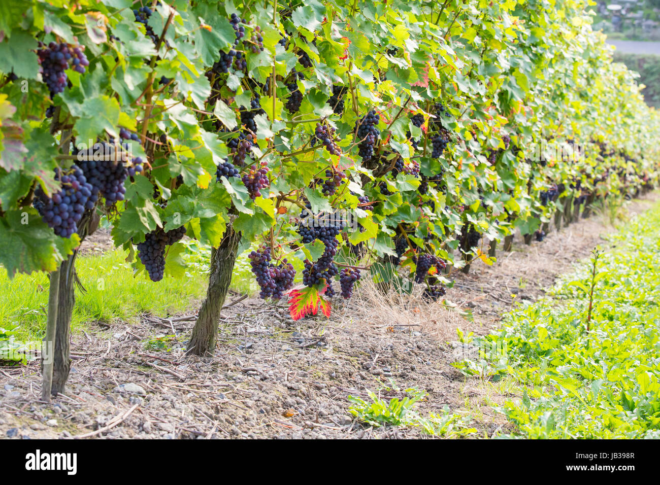Blaue Trauben un Weinreben im Herbst Foto Stock