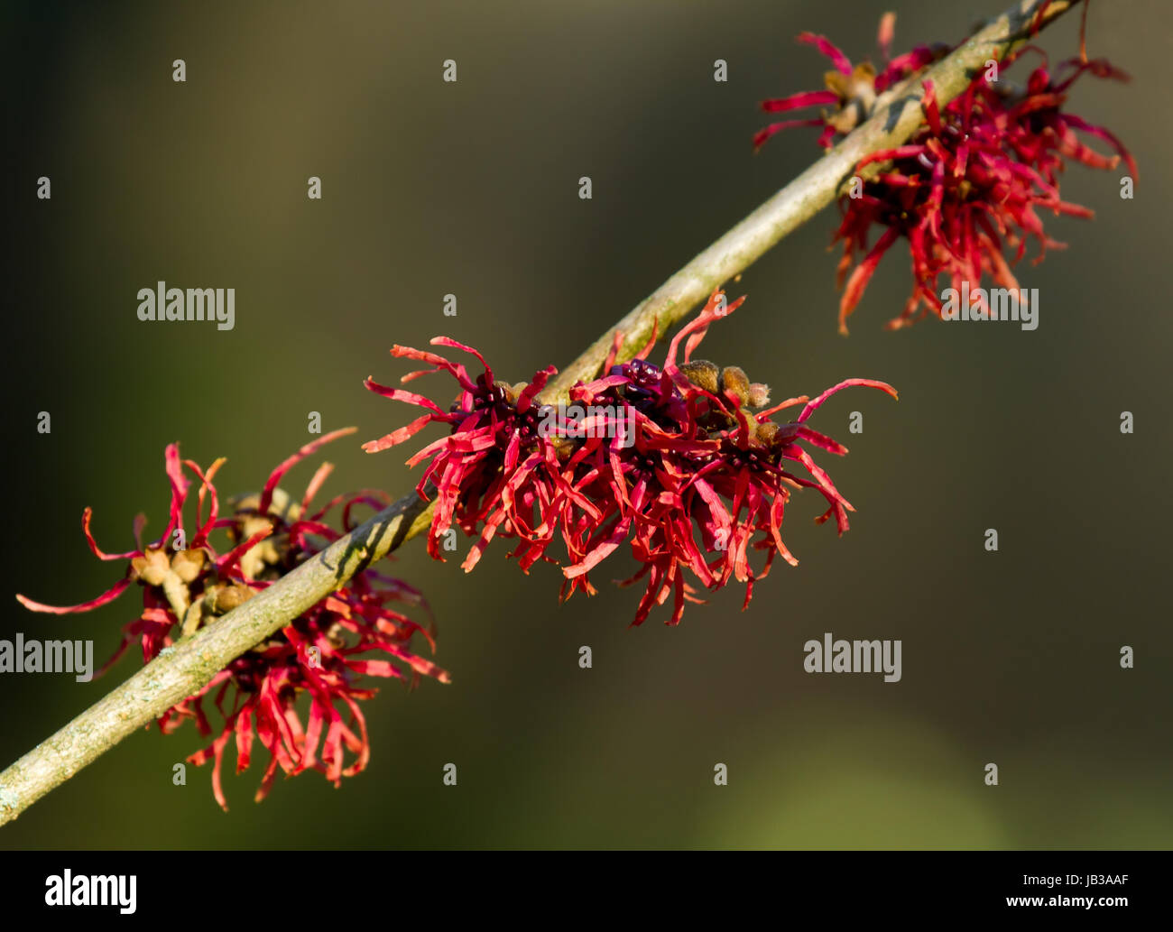 Red Amamelide fiori in inverno Foto Stock