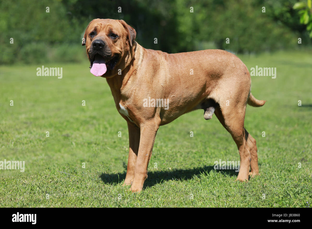 Tosa inu pastore cane giapponese ritratto contro verde sfondo naturale Foto Stock