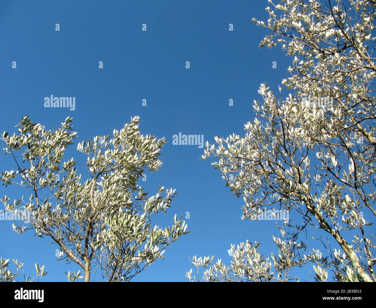 Albero di olivo al cielo invernale,var / Francia Foto Stock