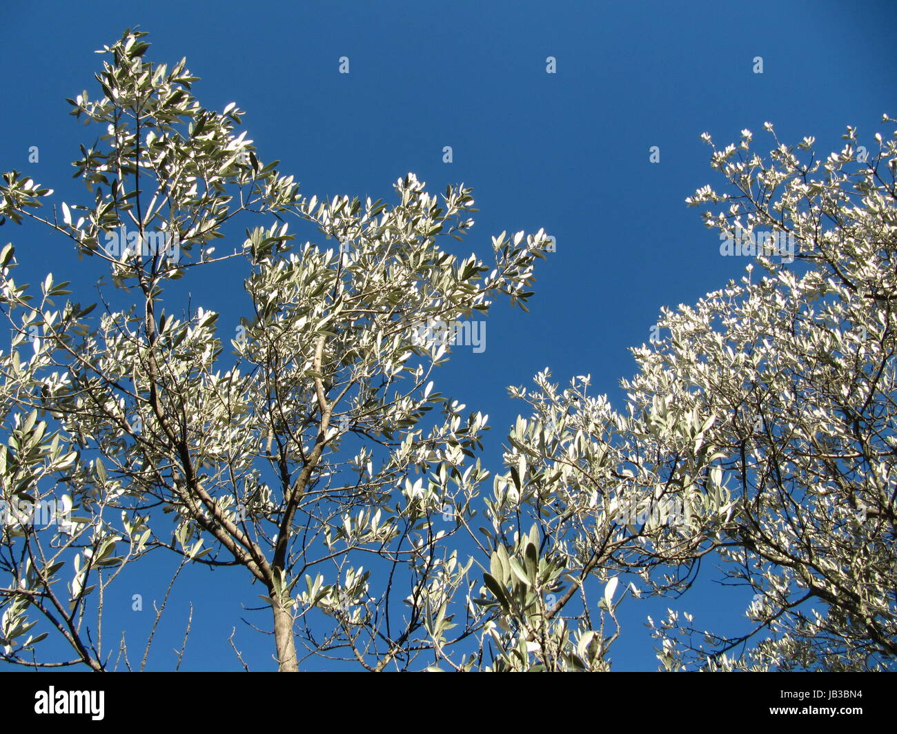 Albero di olivo al cielo invernale,var / Francia Foto Stock