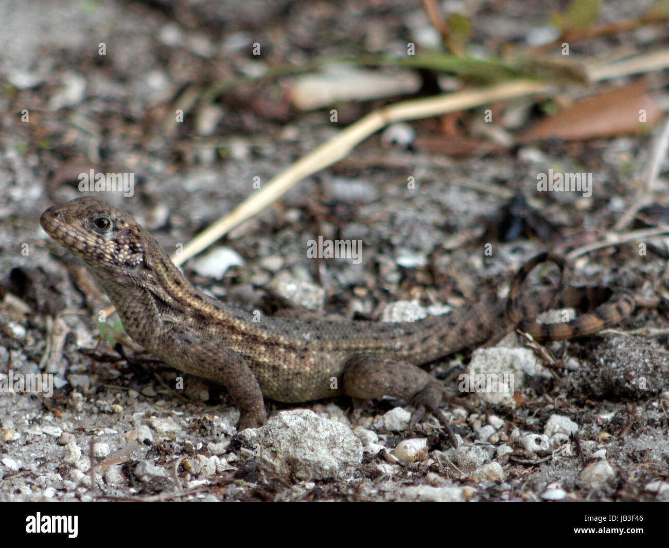 Curly tailed lizard la miscelazione in background. Foto Stock