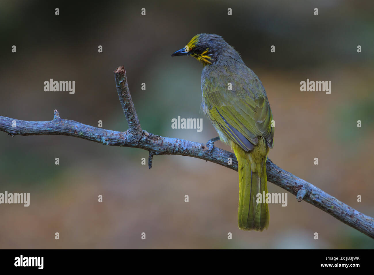 Stripe-throated Bulbul Bird, in piedi su un ramo in natura della Thailandia Foto Stock