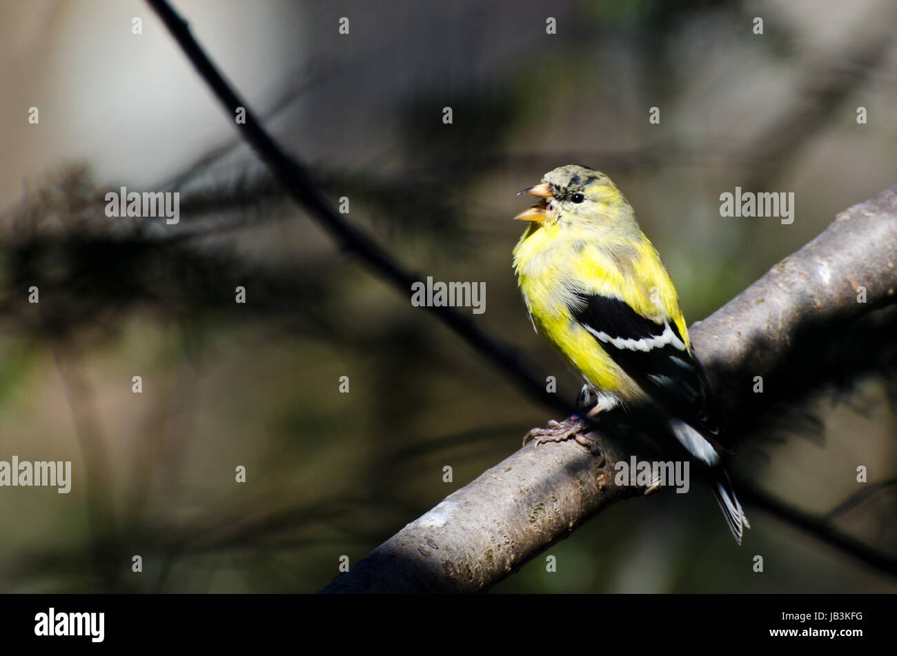 Maschio di canto Cardellino modifica all allevamento del piumaggio Foto Stock