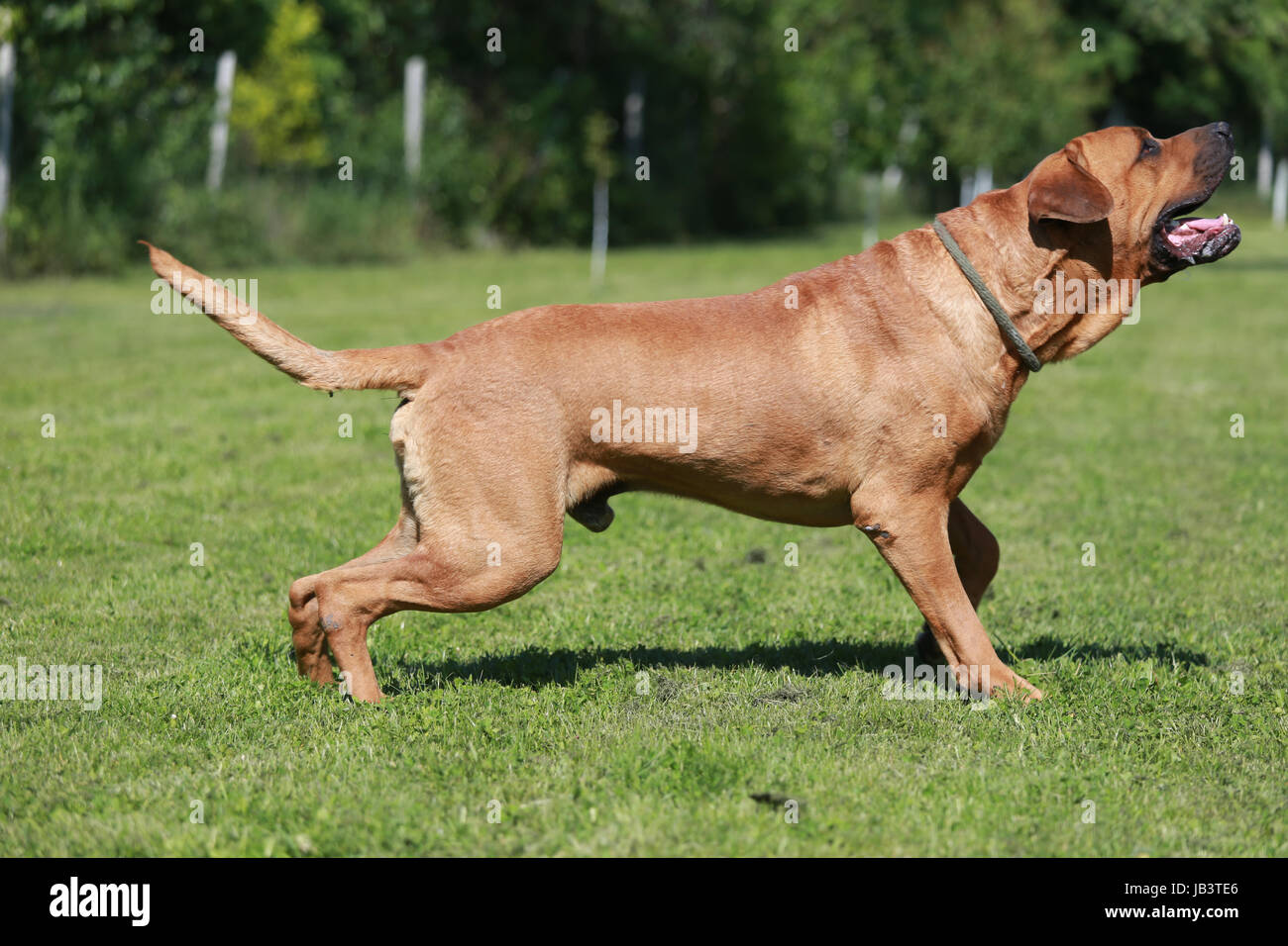 Il guerriero Giapponese cane Tosa inu nel verde Foto Stock