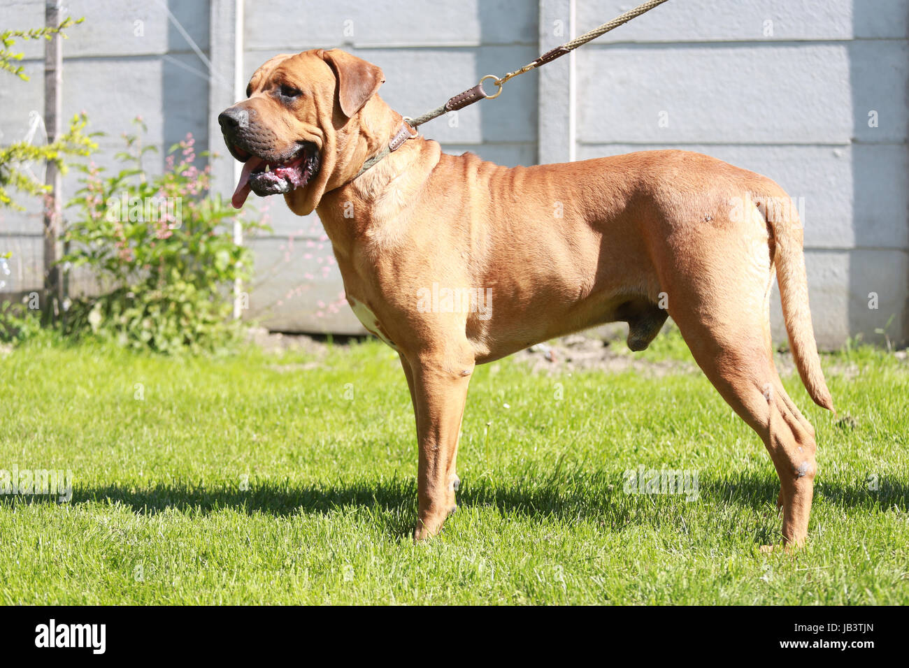 Clever Tosa inu cane di razza con il costitutore Foto Stock