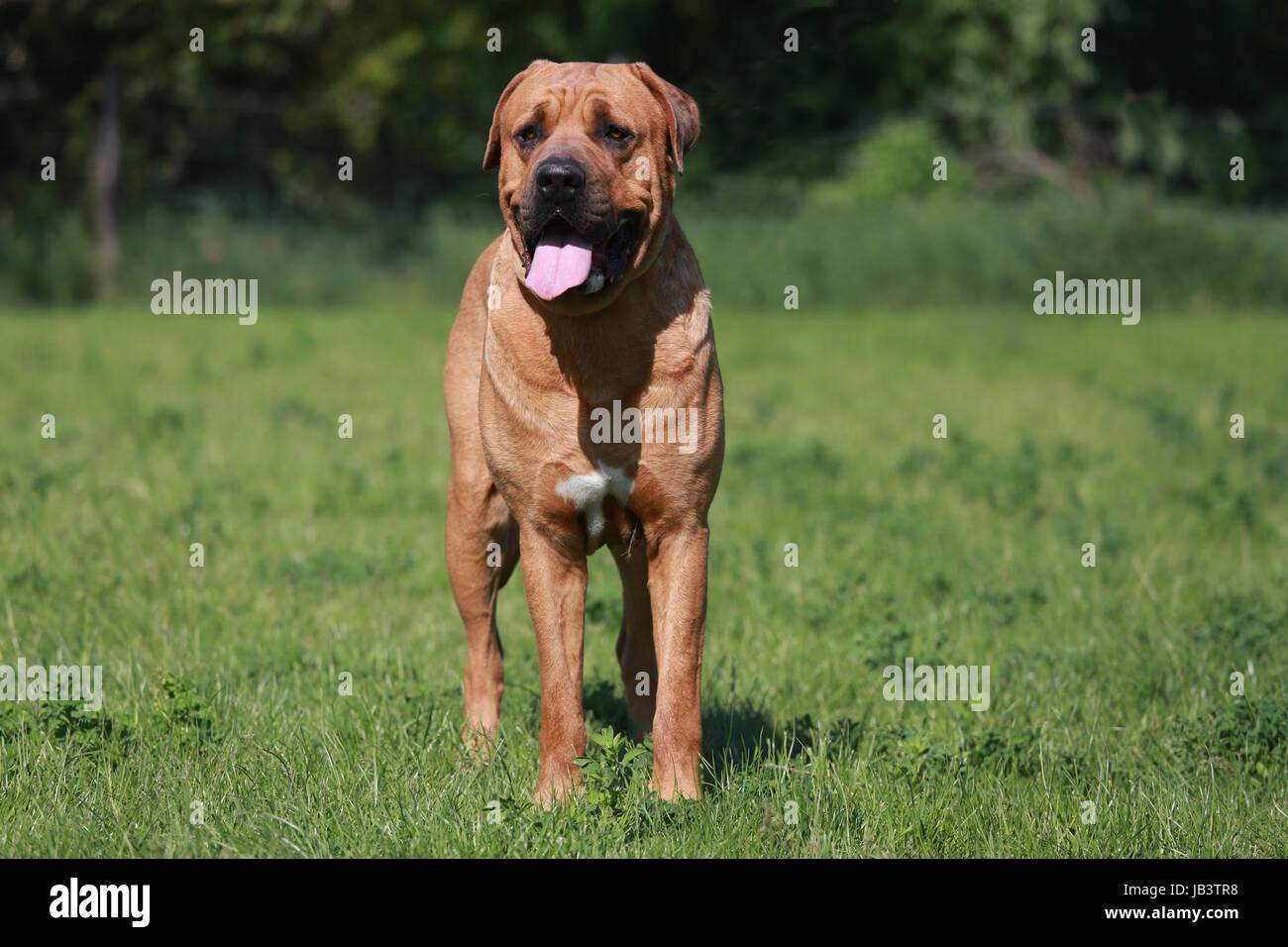 Vista frontale di un giovane Tosa inu canine Foto Stock