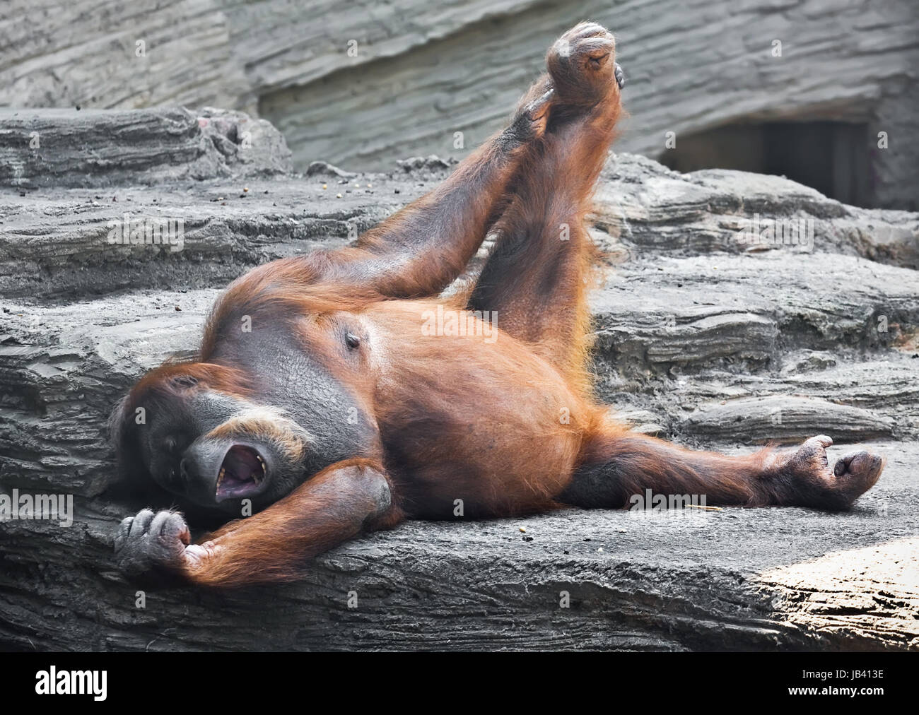 Carino foto di grande ape red Bornean Orangutan Foto Stock