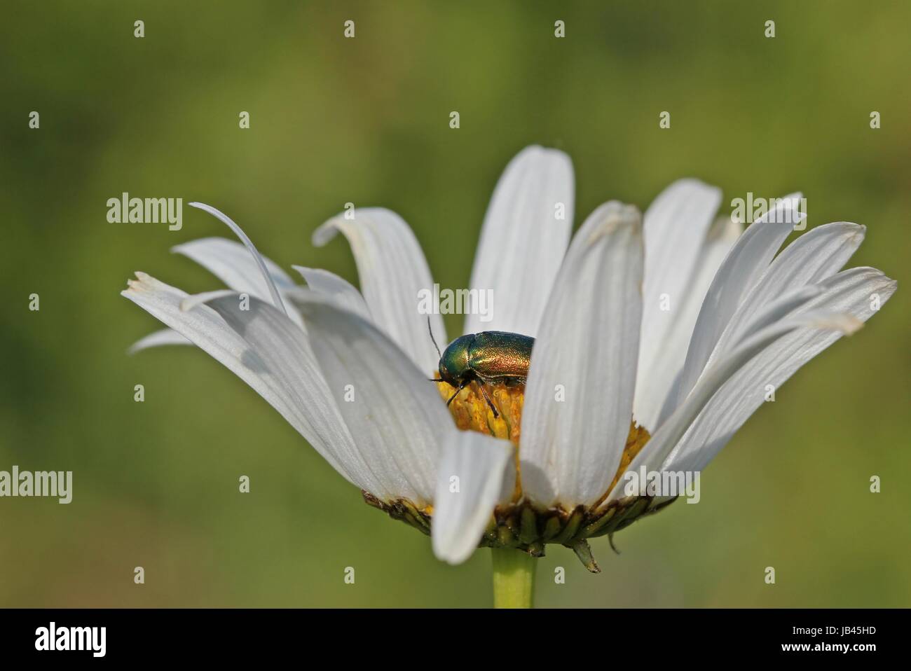 Silky fallcatcher (cryptocephalus sericeus) su Marguerite Foto Stock