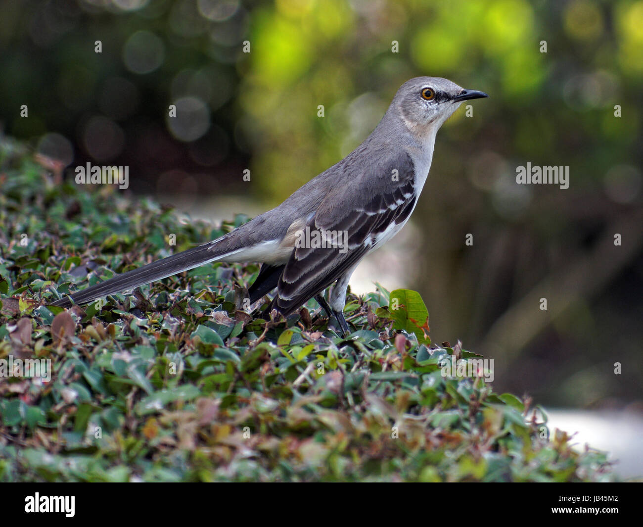 Profilo di una Northern mockingbird, arroccato su una boccola Foto Stock