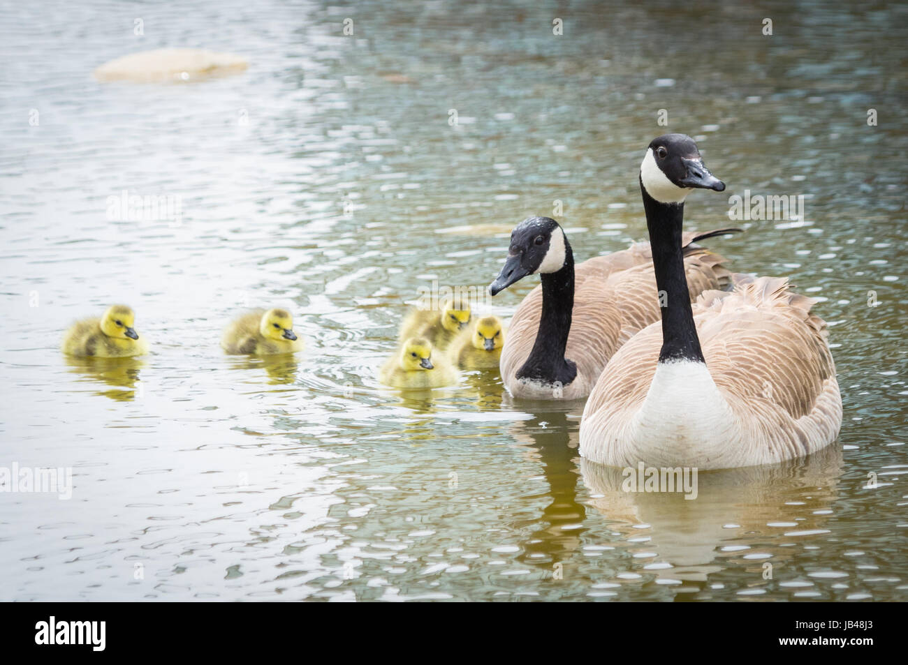 Un Canada Goose famiglia (Branta canadensis). Il Century Park, Edmonton, Canada. Foto Stock