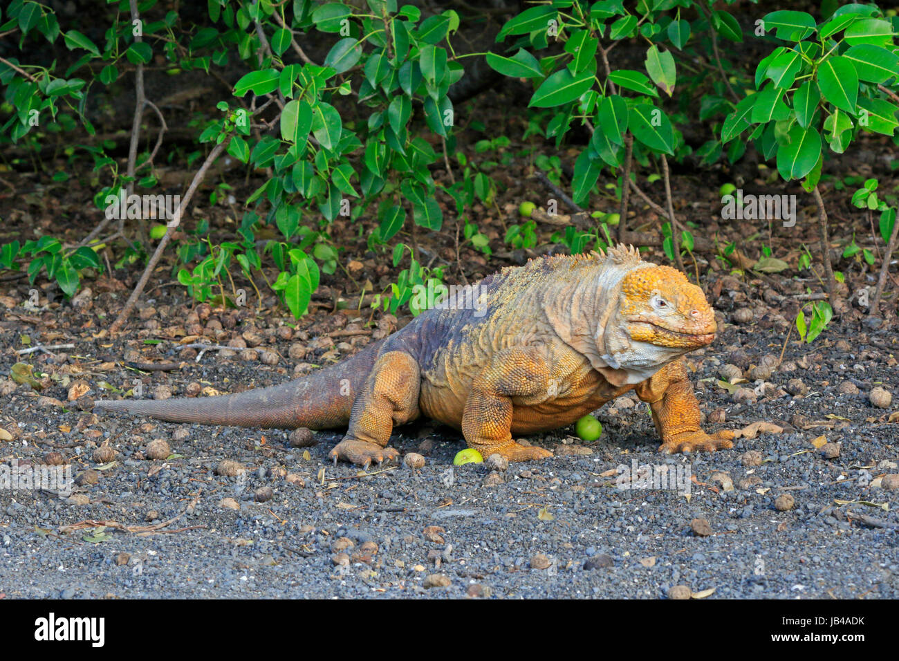 Land Iguana sul Fernandina Island nelle Galapagos Foto Stock