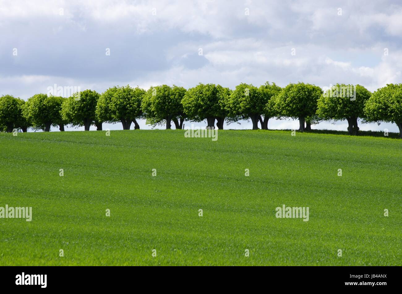 Molla di allevamento Foto Stock