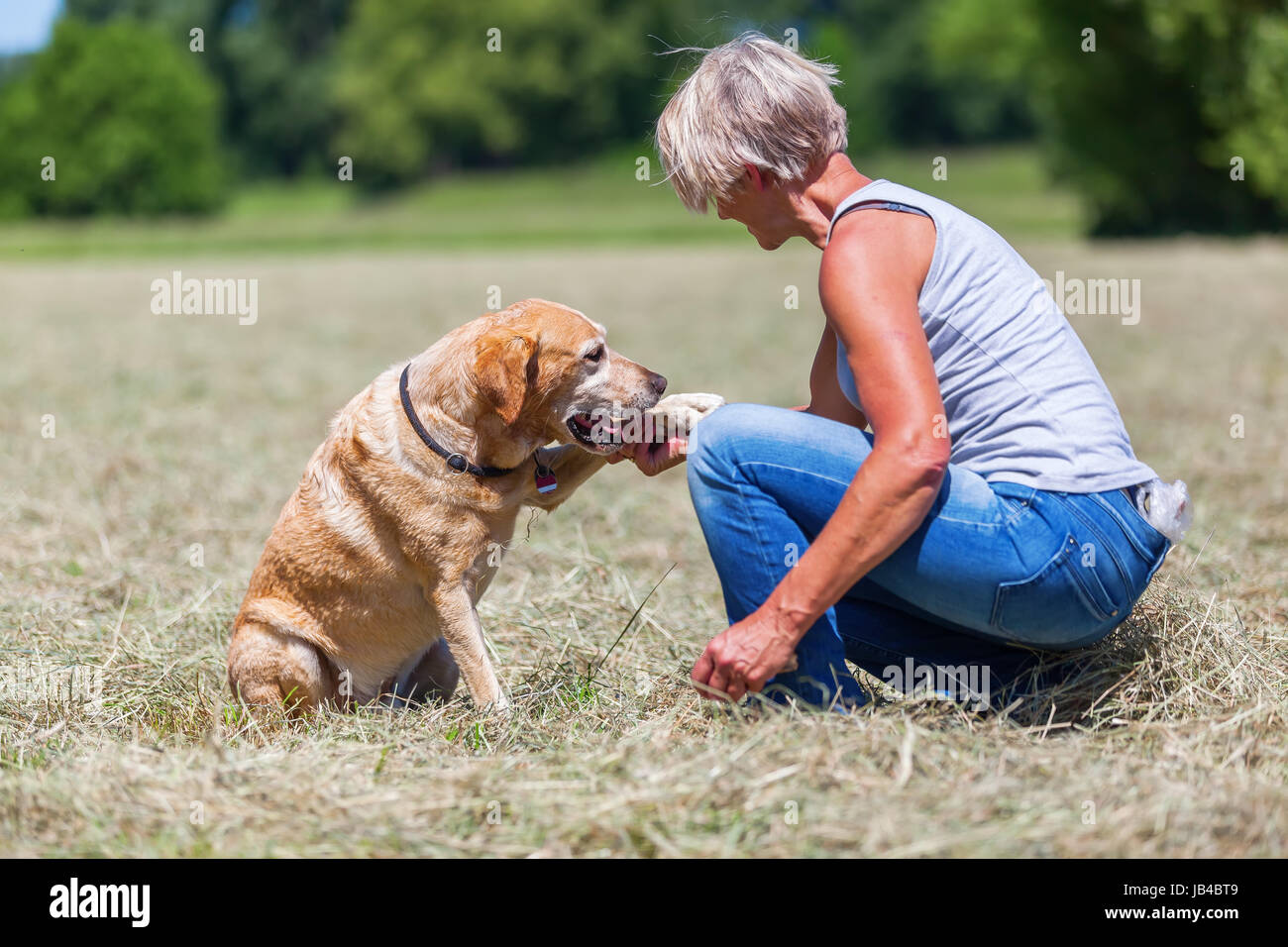Il labrador retriever dà la zampa di una donna matura, seduto in un campo di fieno Foto Stock