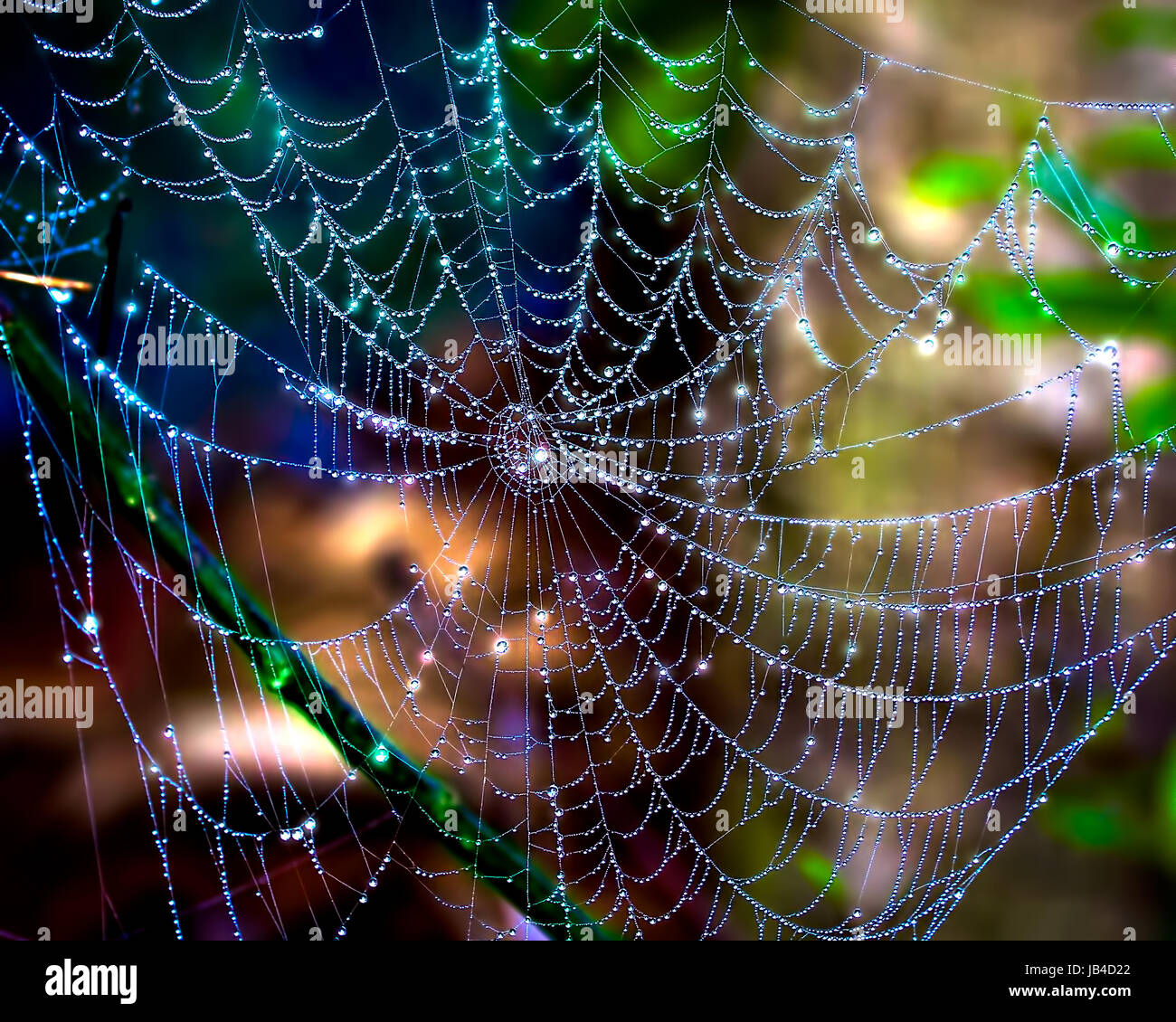 Dewdrops glisten su una bella e intricata ragnatela in Everglades della Florida. Fotografato nelle prime ore del mattino poco dopo l'alba. Foto Stock