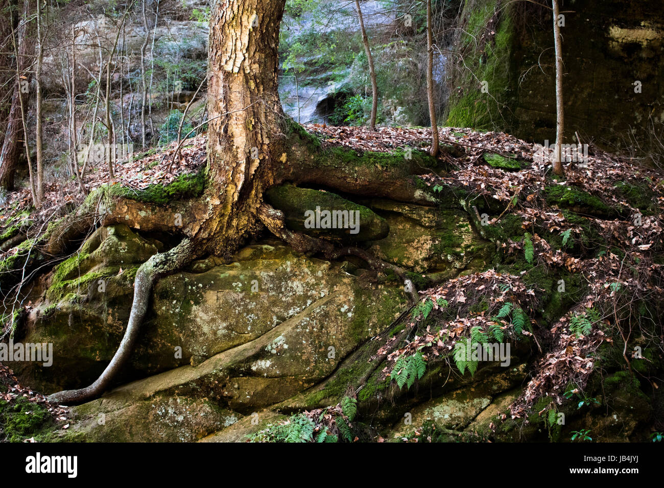 Albero che cresce nelle rocce a Hocking Hills State Park, Ohio, Stati Uniti d'America. La vita può prosperare anche in situazioni difficili. Foto Stock