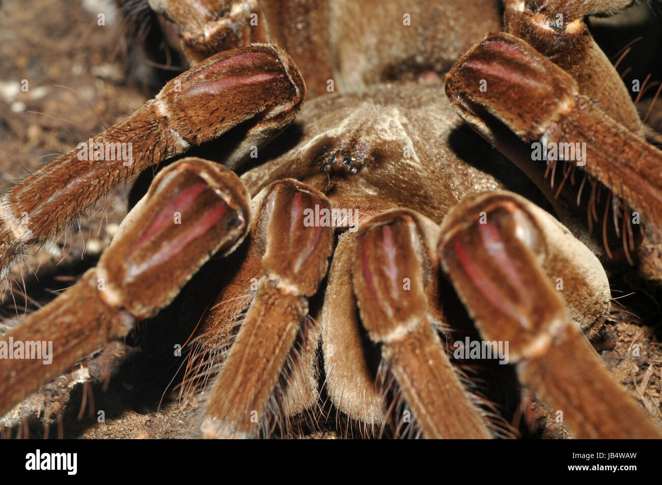 Riesenvogelspinne riesen vogelspinne Foto Stock