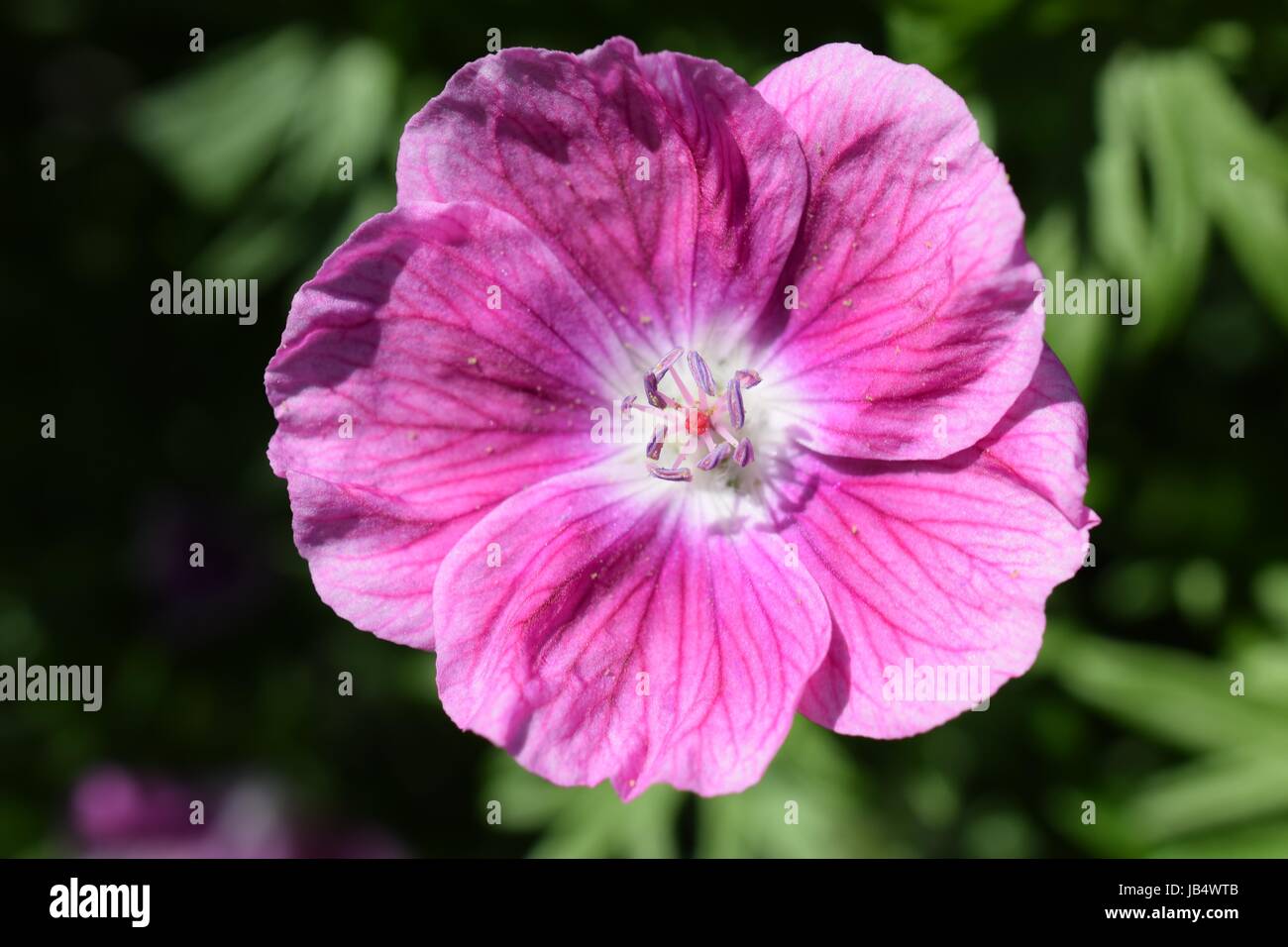 Pink summer flower blossom (Macro Close-Up) Foto Stock