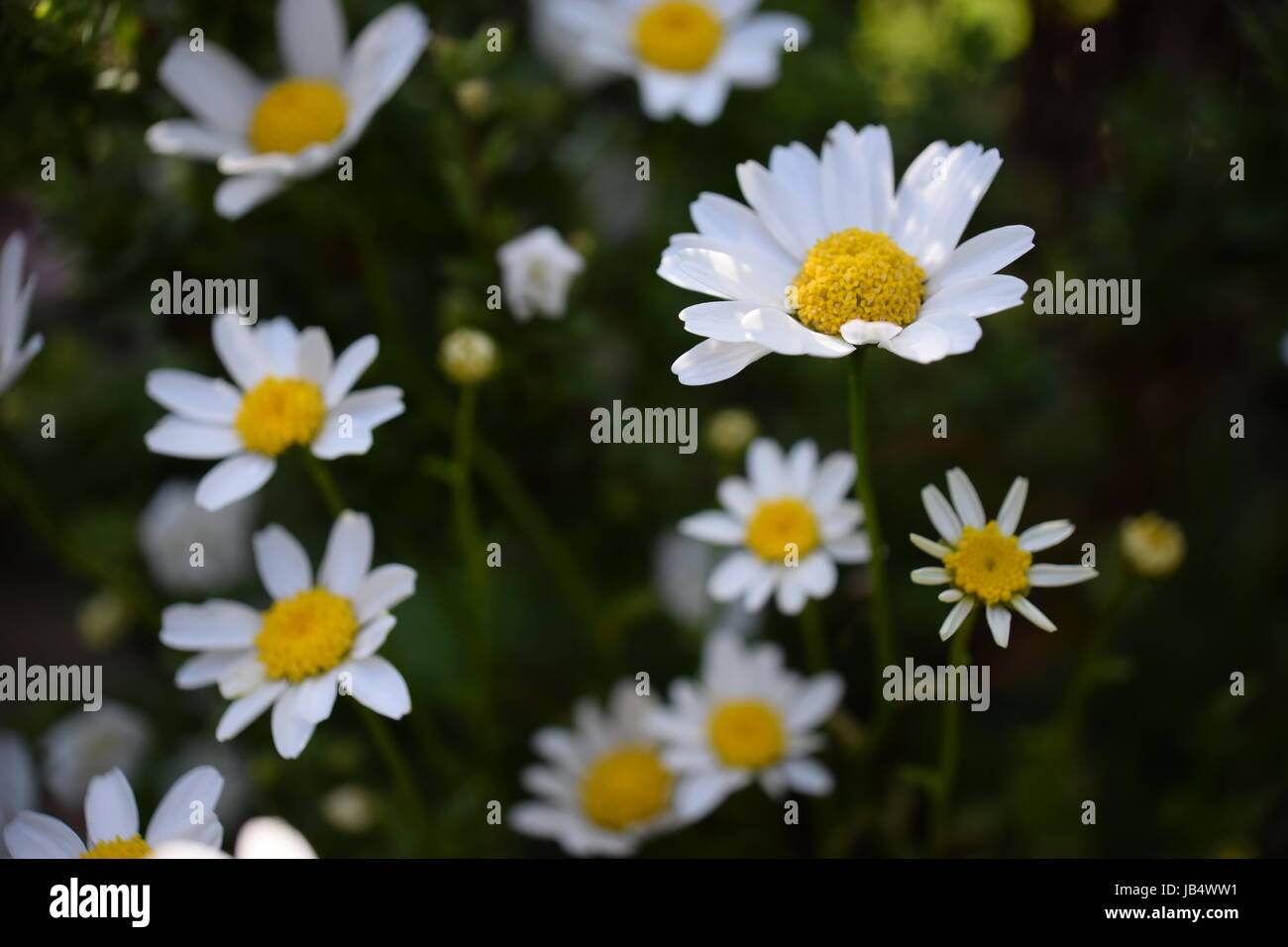 Daisy bianca fiori - close up (macro) Foto Stock