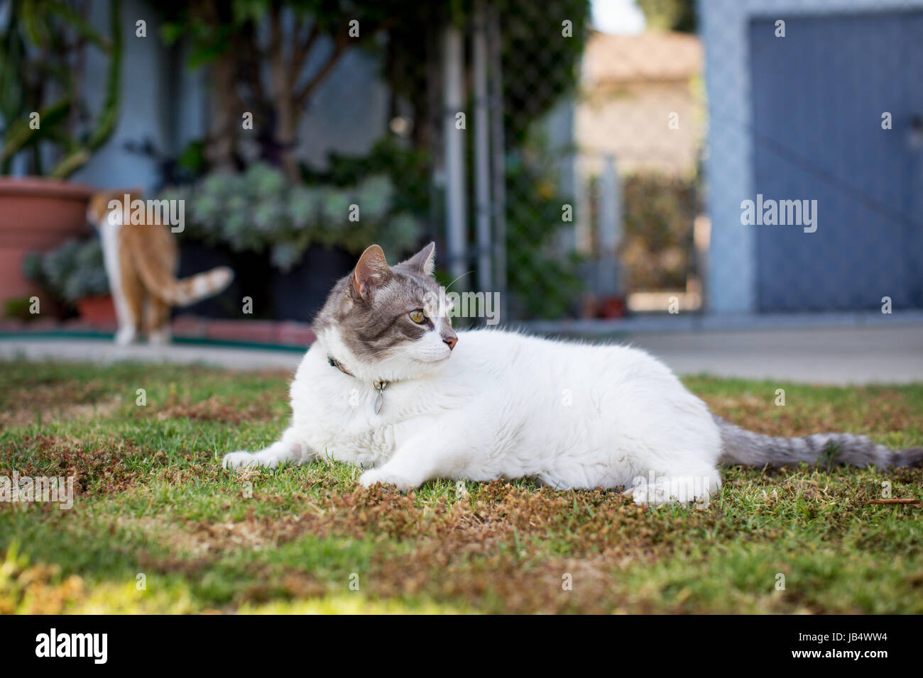 Due gatti cercando rilassato e contenuto in un cortile anteriore / Impostazione di vicinato. Fine giornata, luce dorata. Foto Stock