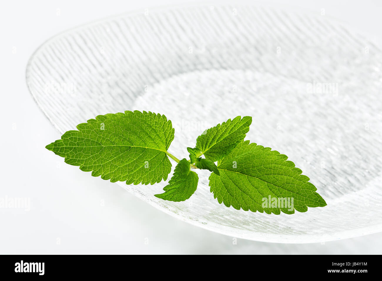Foglie di menta fresca su una lastra di vetro Foto Stock
