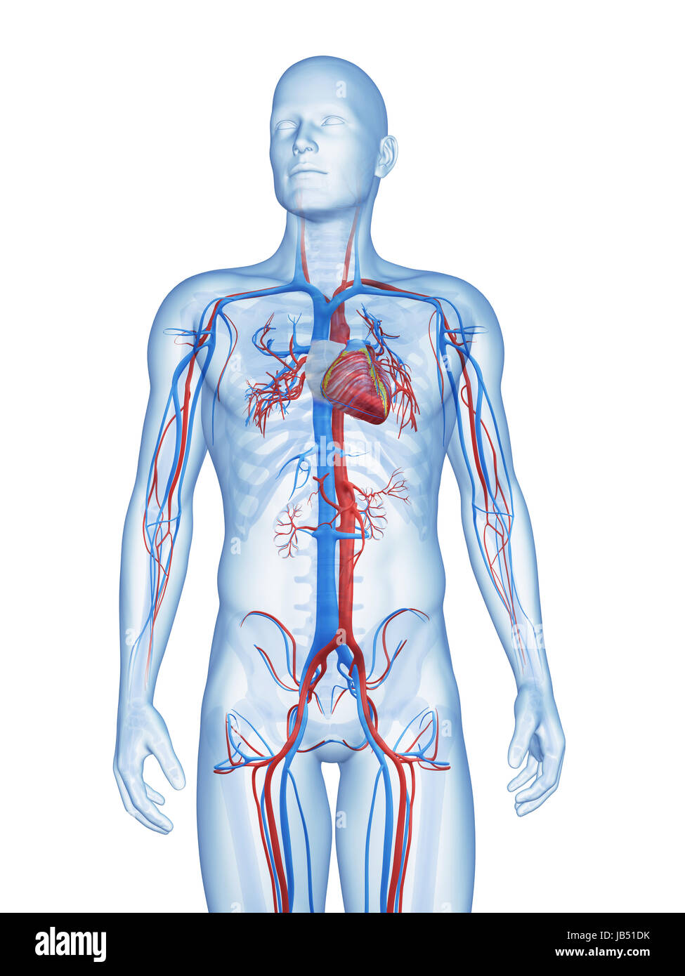 3d reso illustrazione del maschio del sistema vascolare Foto Stock
