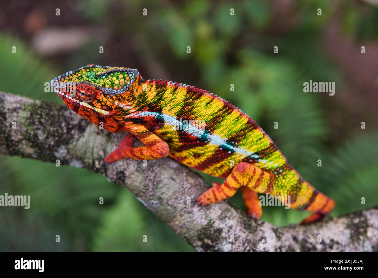 Colorato Panther chameleon (Furcifer pardalis), Andasibe, Madagascar Foto Stock