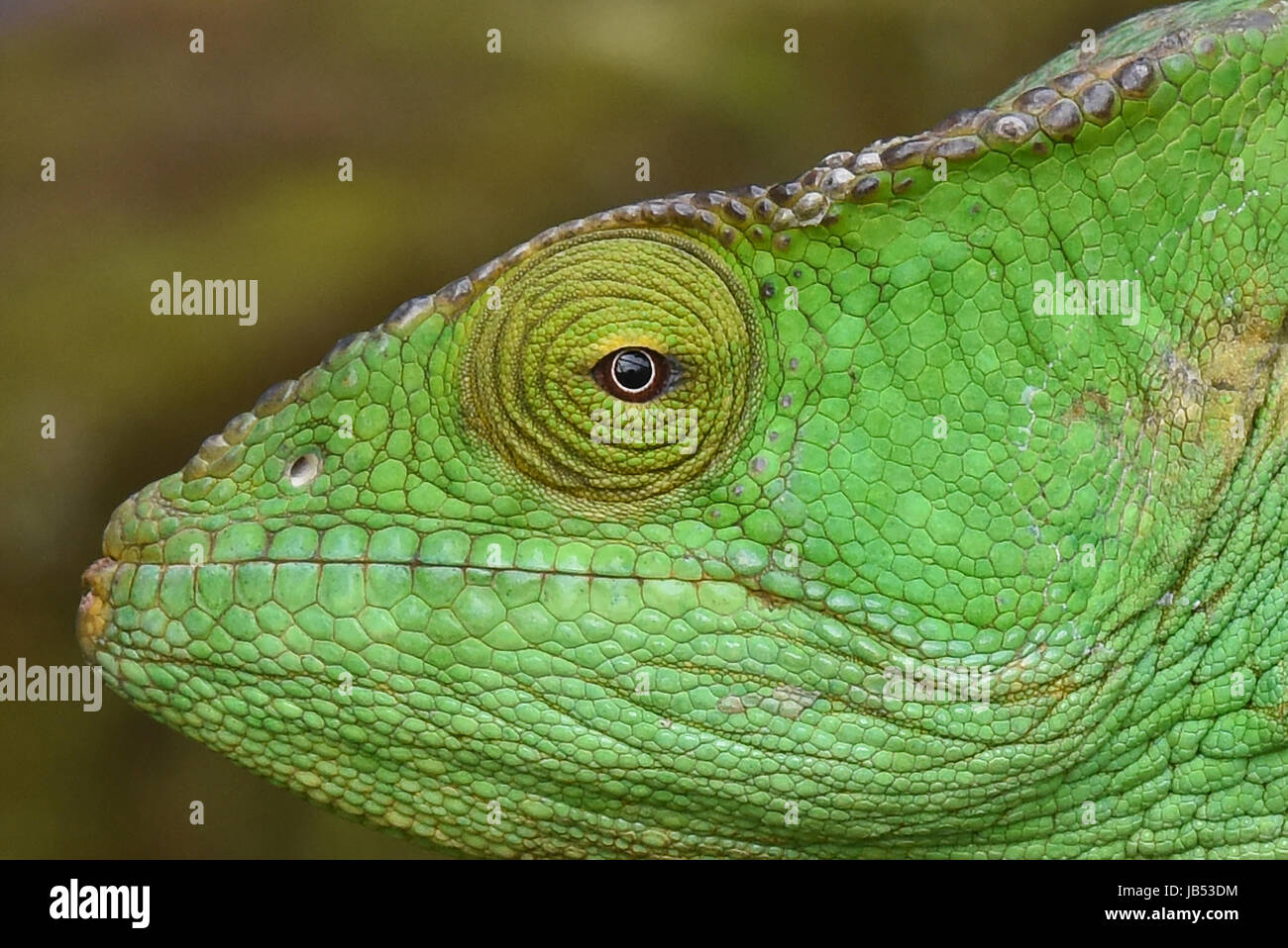 Colorato Parson's chameleon (Calumma parsoni) Ranomafana, Madagascar Foto Stock