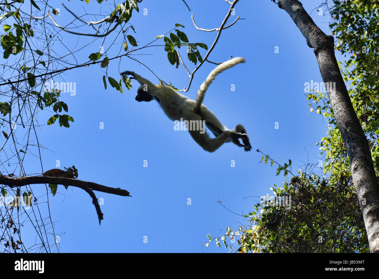 La Verreaux sifaka (Propithecus verreauxi) airborne, Tsingy de Bemaraha National Park, Madagascar Foto Stock