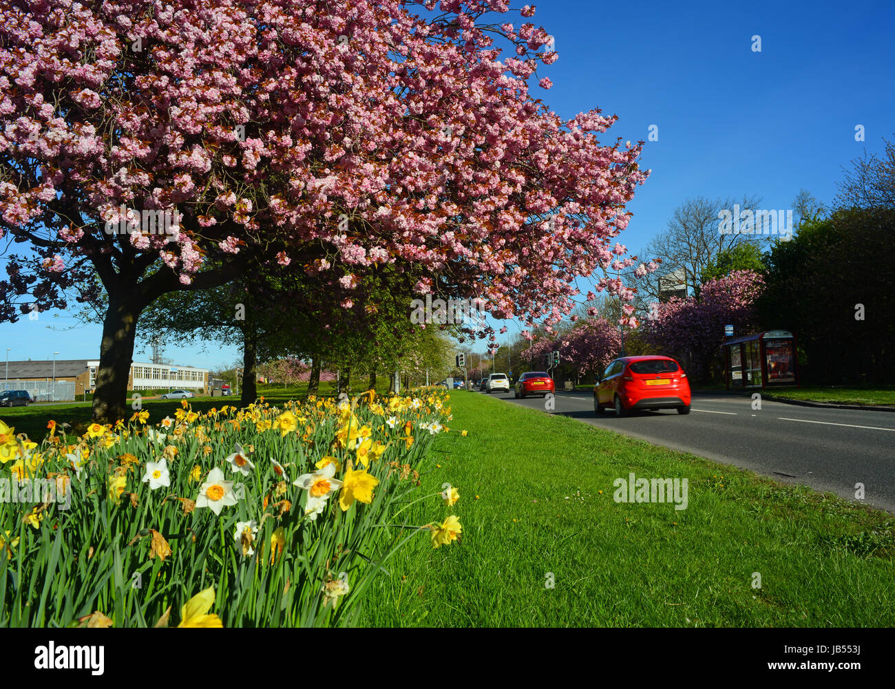 Auto passando strada narcisi e fiori di ciliegio alberi leeds Yorkshire Regno Unito Foto Stock