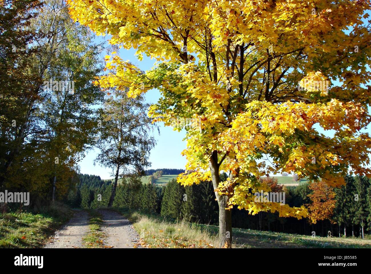 Una giornata di sole in autunno; la strada sterrata con colorati acero; foreste e campi Foto Stock