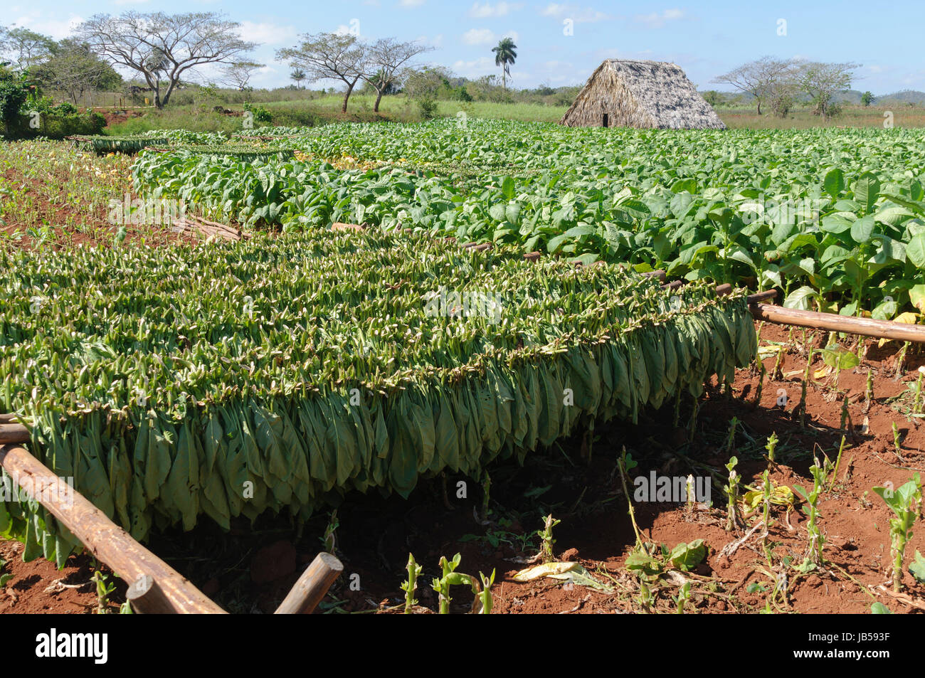 Im Tabakplantage Vinales Tal, Kuba. Foto Stock