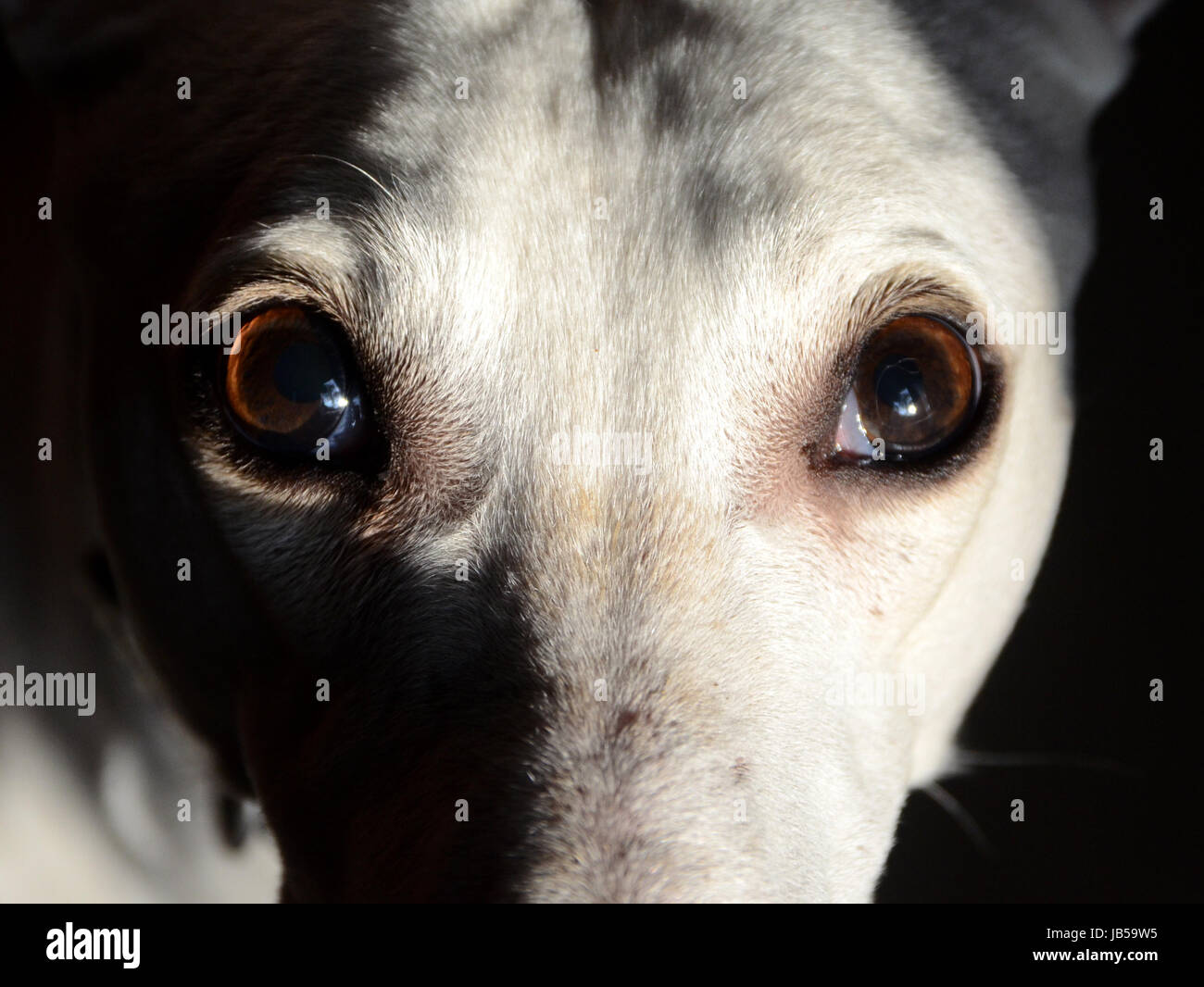 Faccia parte di un cane bianco fissando nella fotocamera. Foto Stock
