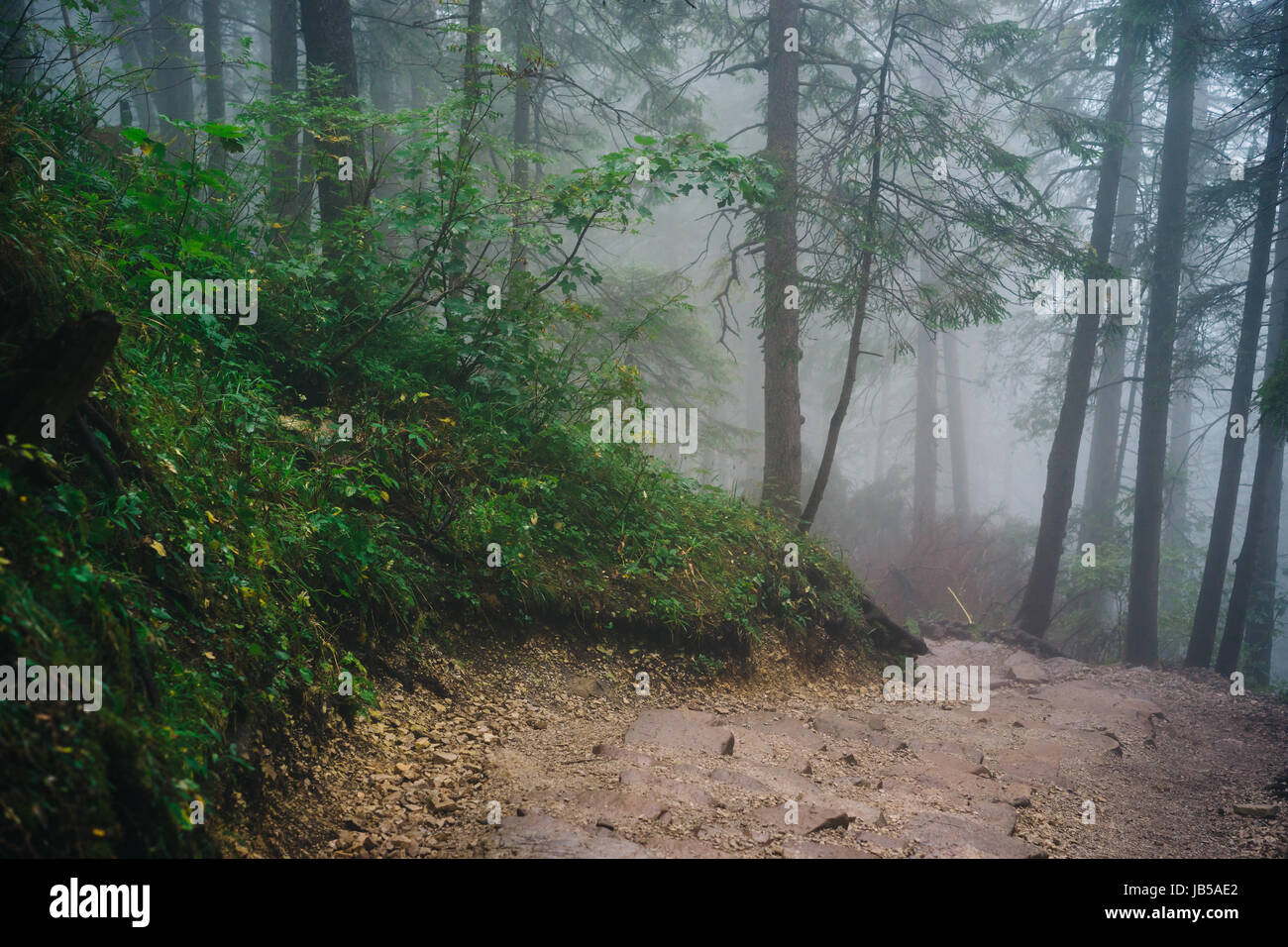 Misty mountain forest sul modo di Sarnia Rock, Monti Tatra Foto Stock