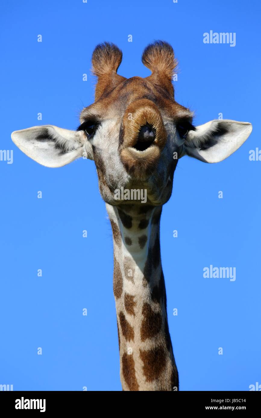 Giraffa con un divertente faccia guardando come si sta parlando Foto Stock