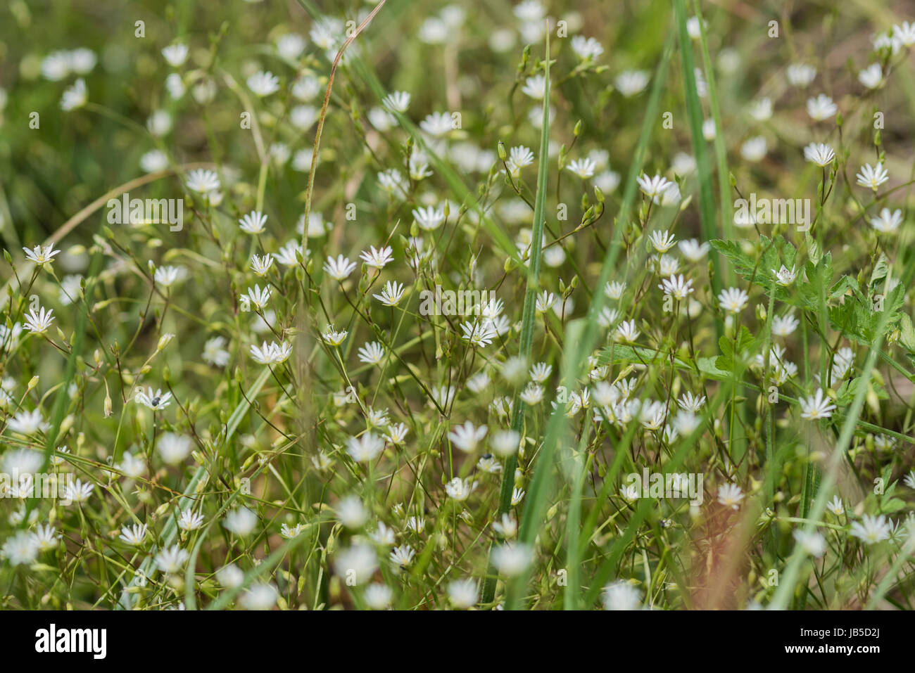 Lesser Stitchwort (Stellaria graminea) Foto Stock