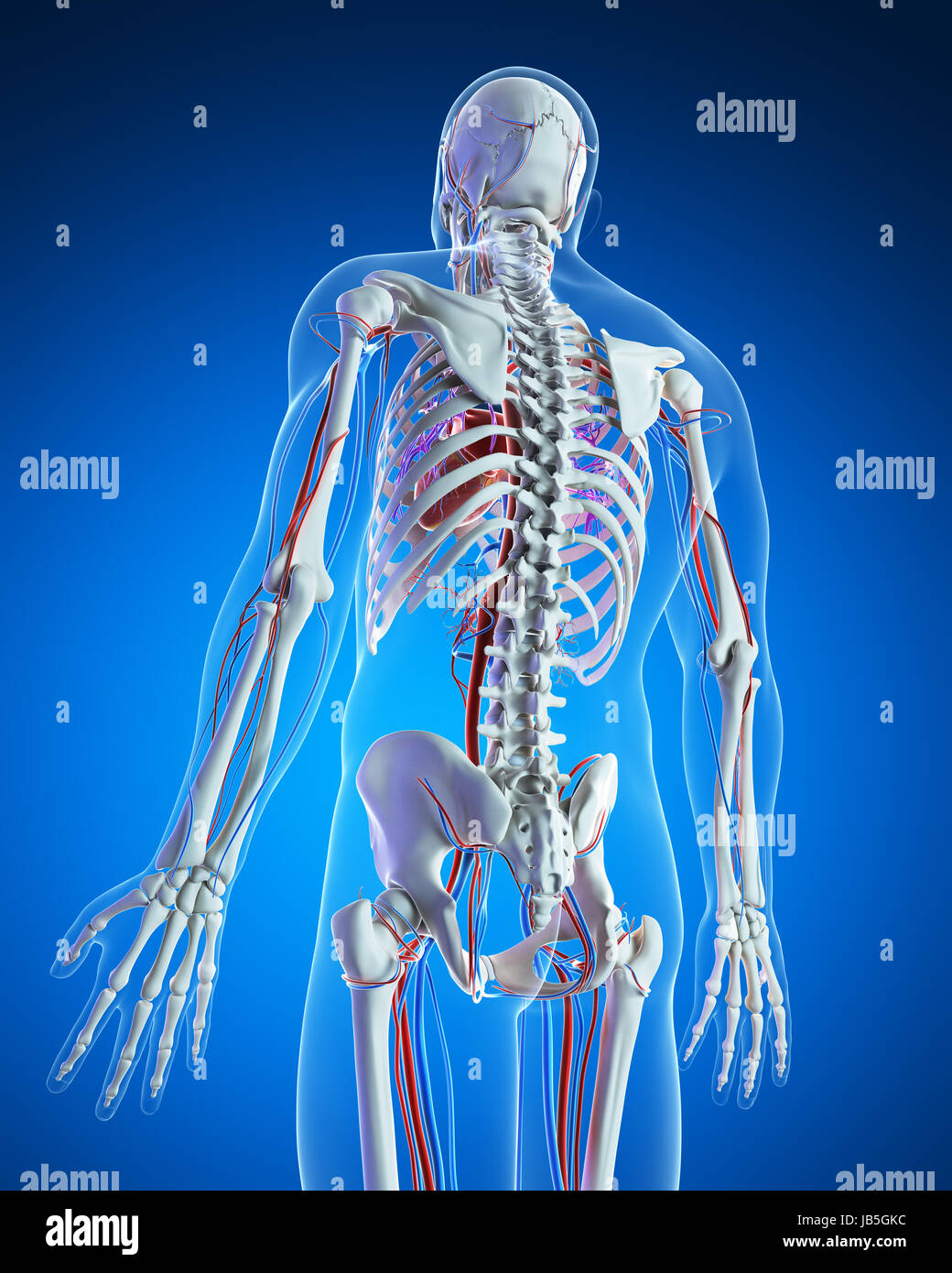 Rendering 3d - Illustrazione del sistema vascolare Foto Stock