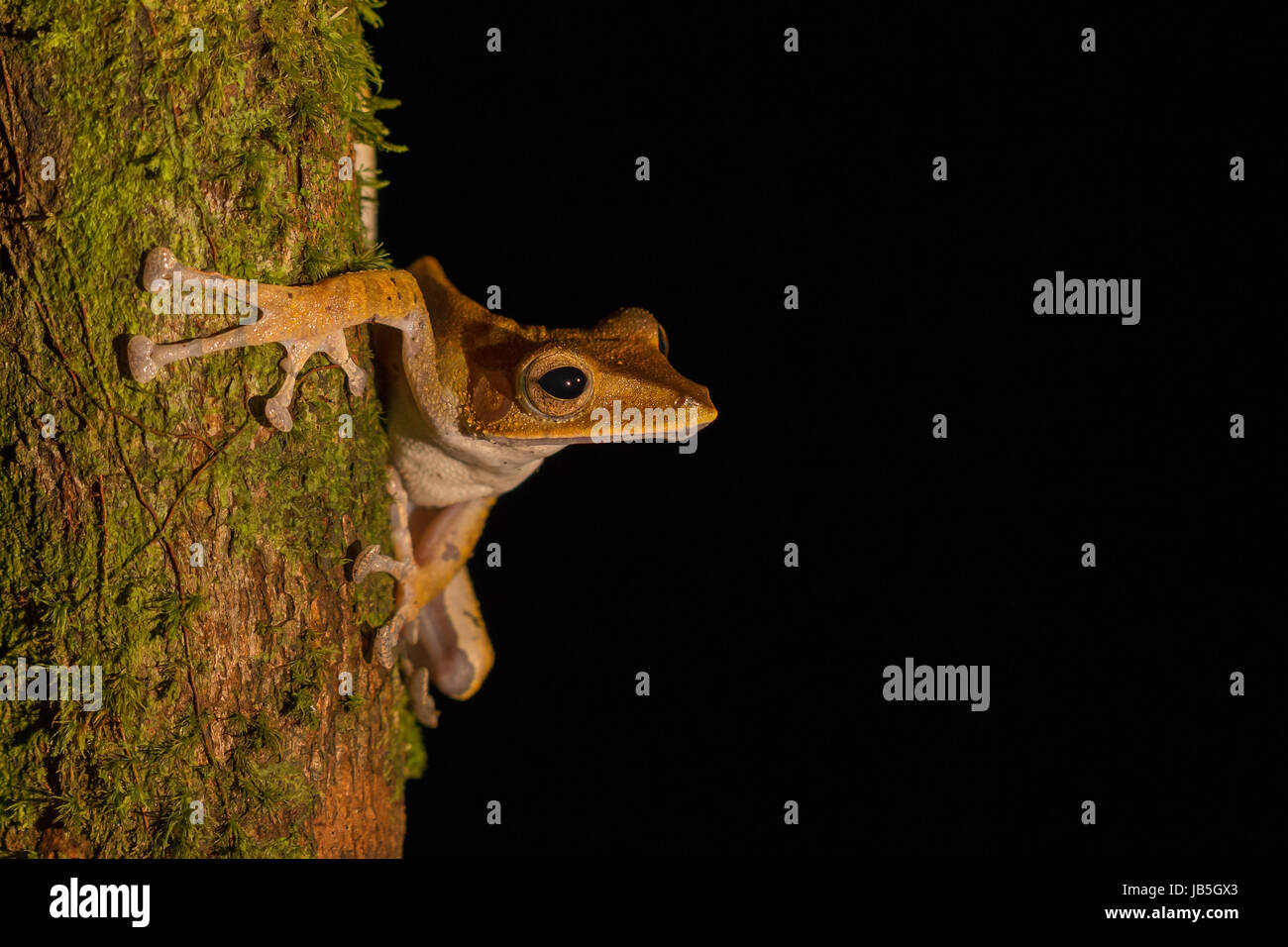 Dark eared raganella (Polypedates macrotis) in cerca di cibo durante la notte in Ulu Temburong National Park, Brunei Foto Stock