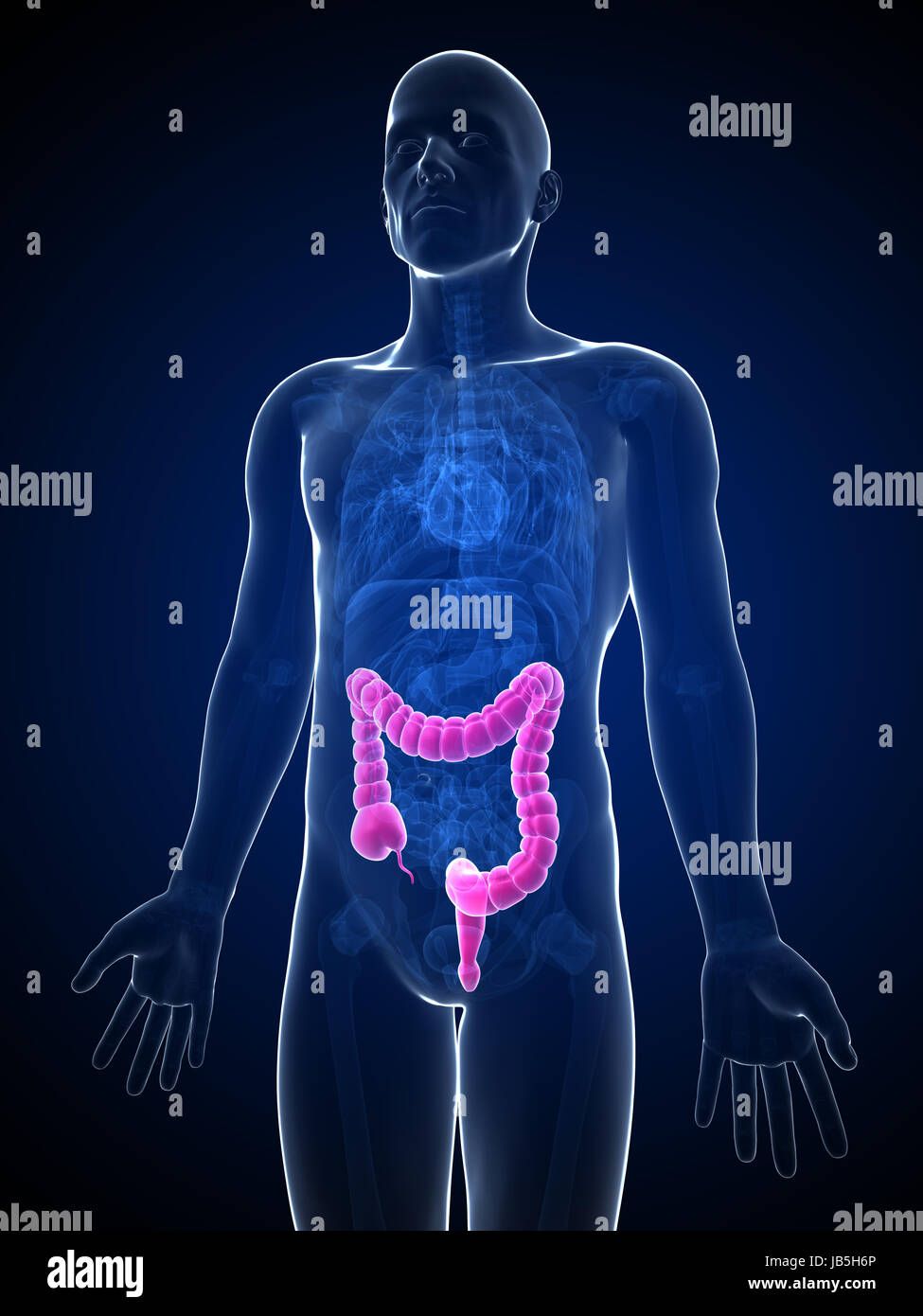 3d reso illustrazione del colon maschio Foto Stock