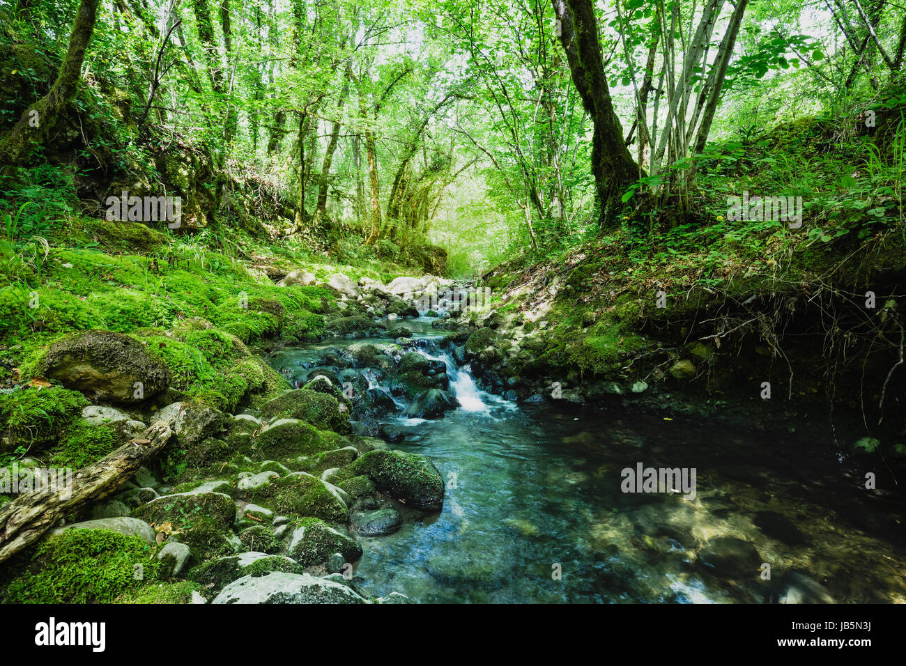 Piccolo ruscello, fiume che scorre attraverso una foresta durante l'estate. vivaci colori verde e blu Foto Stock